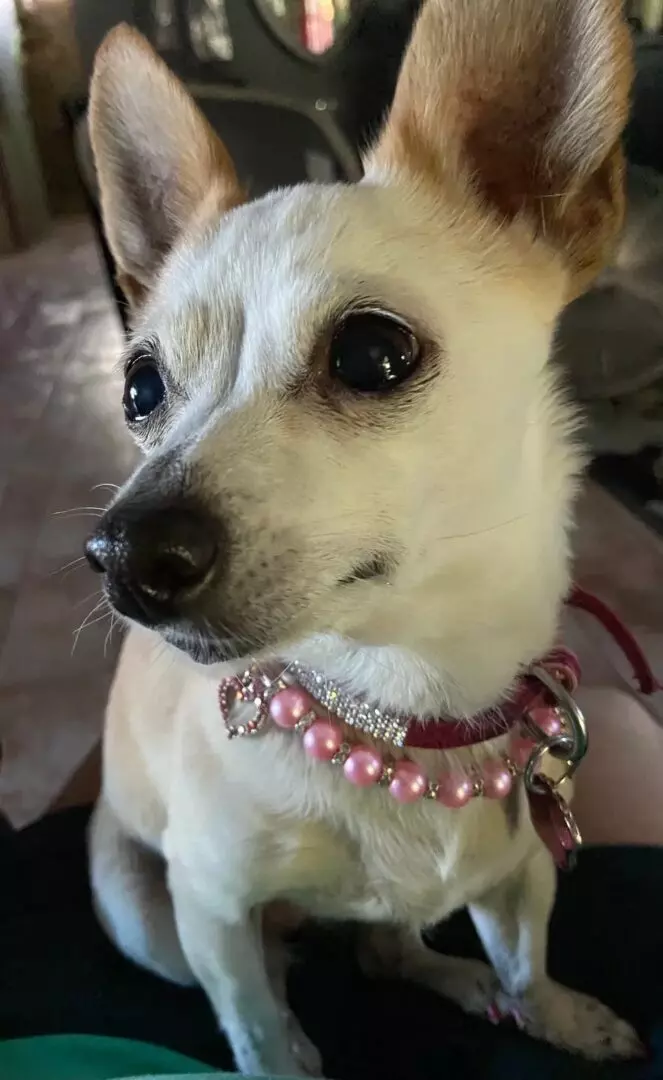 a cute puppy wearing necklace